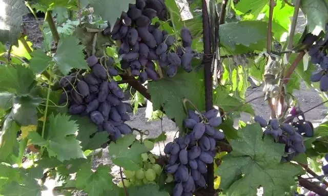 Grapes Baikonur