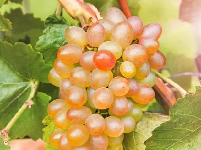 Grapes Beauty of the North