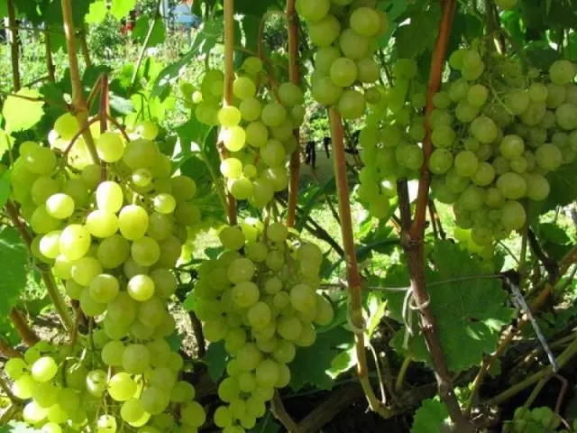 Grapes Beauty of the North