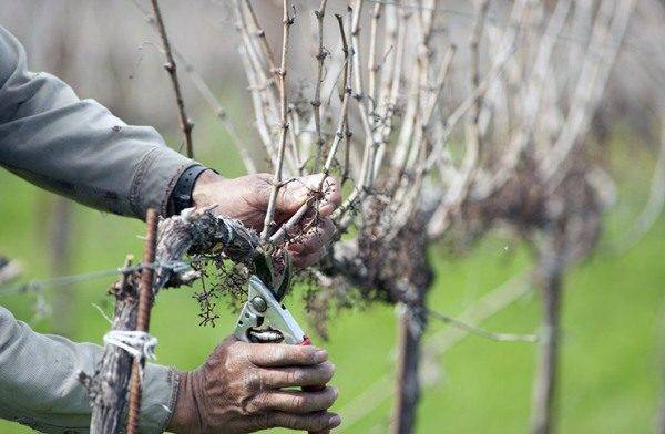 Grapes Beauty of the North