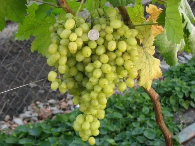 Grapes Beauty of the North