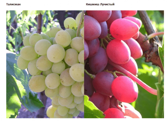 Grapes Bogatyanovsky