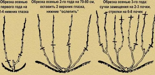 Grapes Bogatyanovsky