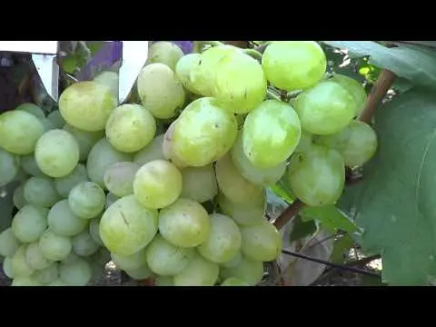 Grapes Bogatyanovsky