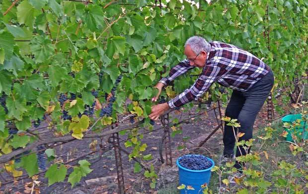 Grapes Buffet