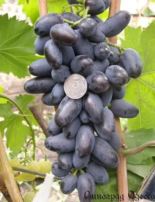 Grapes Charlie