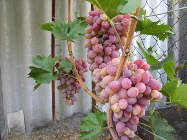 Grapes Delight muscat, black, red, white: description + photo