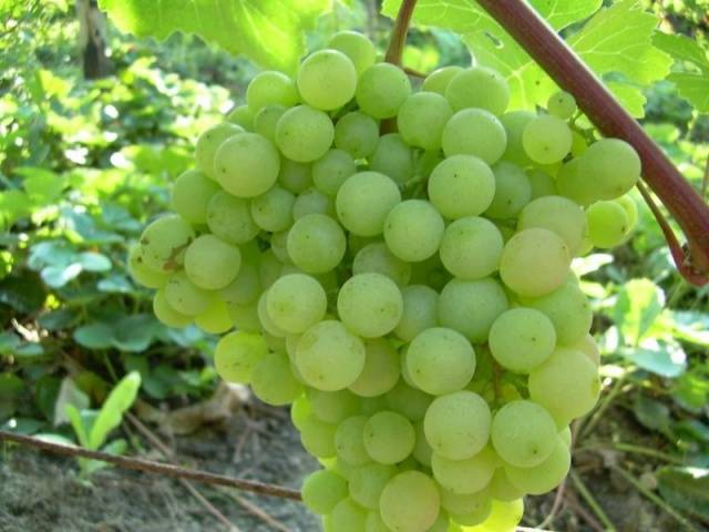 Grapes Delight muscat, black, red, white: description + photo