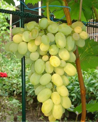 Grapes Delight muscat, black, red, white: description + photo