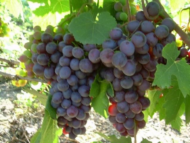 Grapes  early