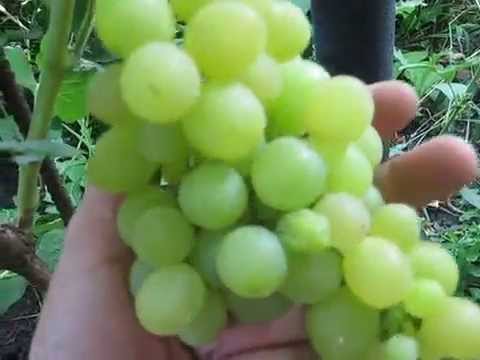 Grapes  early