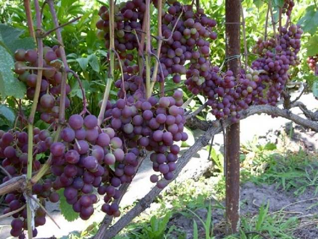 Grapes  early