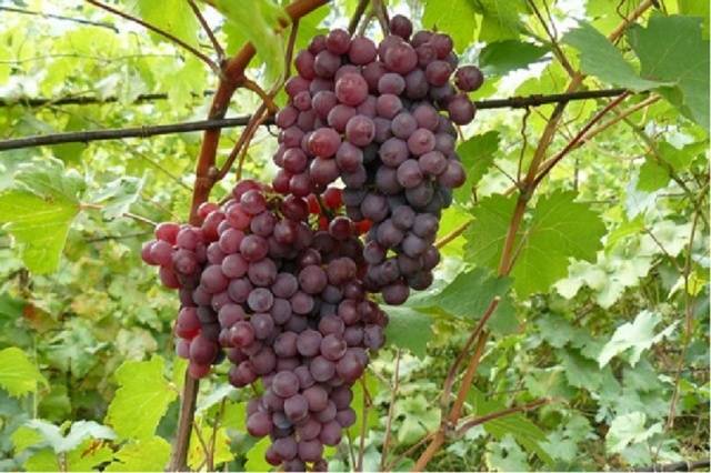 Grapes  early