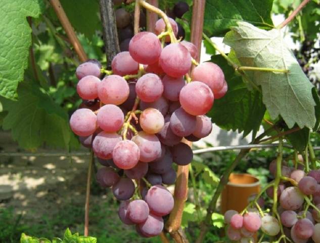 Grapes  early