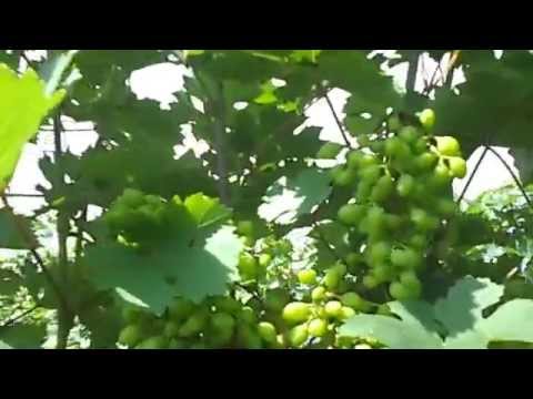 Grapes  early