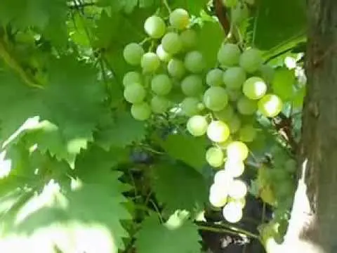 Grapes Friendship