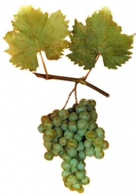 Grapes Friendship