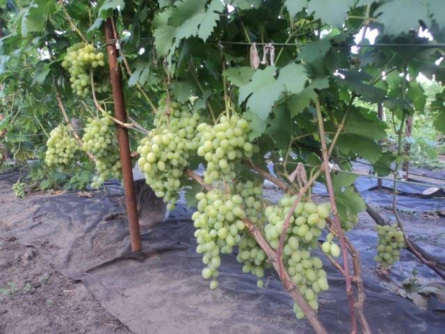 Grapes Galahad