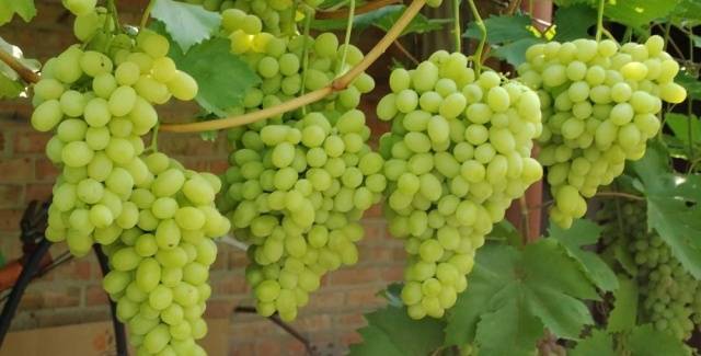 Grapes Galahad