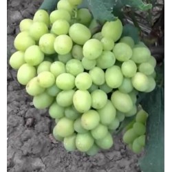 Grapes Galahad