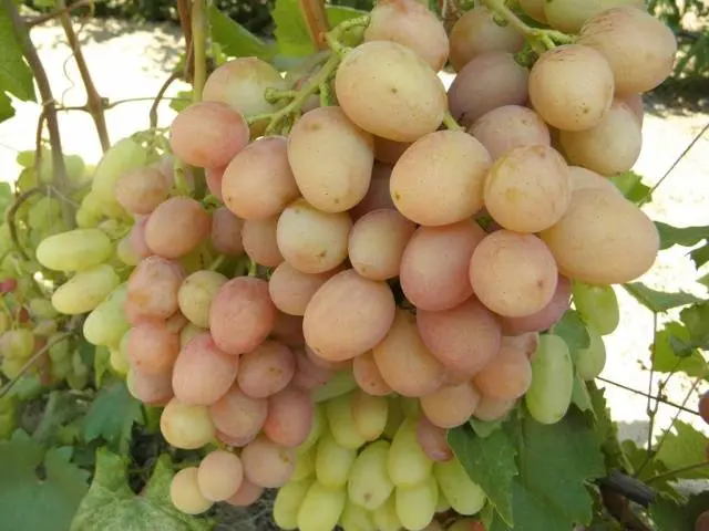 Grapes Gourmet early (Novocherkassk red)