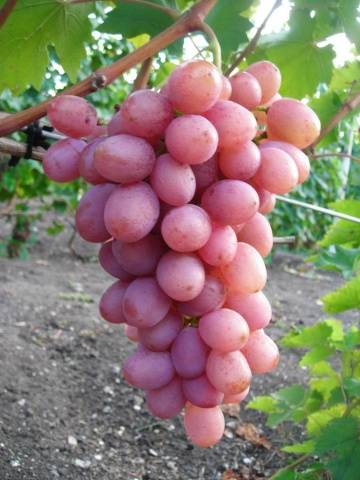 Grapes Gourmet early (Novocherkassk red)