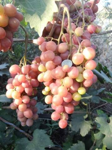 Grapes Gourmet early (Novocherkassk red)