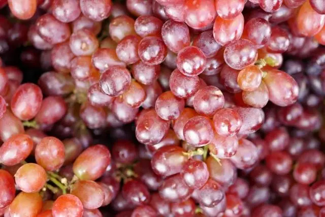 Grapes Gourmet early (Novocherkassk red)