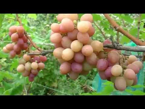 Grapes Gourmet early (Novocherkassk red)