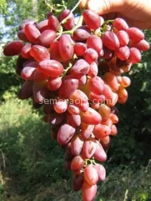 Grapes Gourmet early (Novocherkassk red)