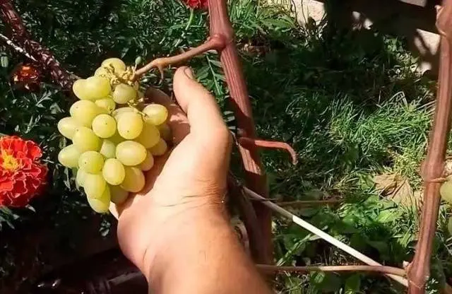 Grapes Harold