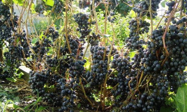 Grapes in Memory of Dombkowska