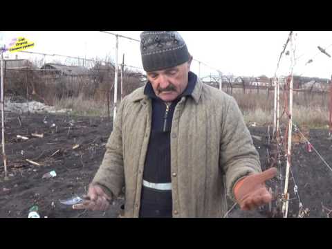 Grapes in Memory of Dombkowska