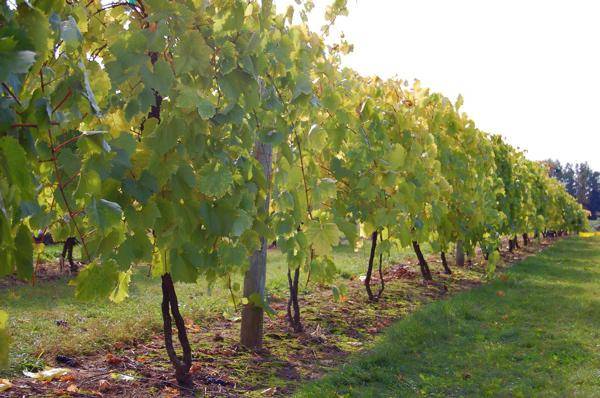 Grapes in Memory of Dombkowska