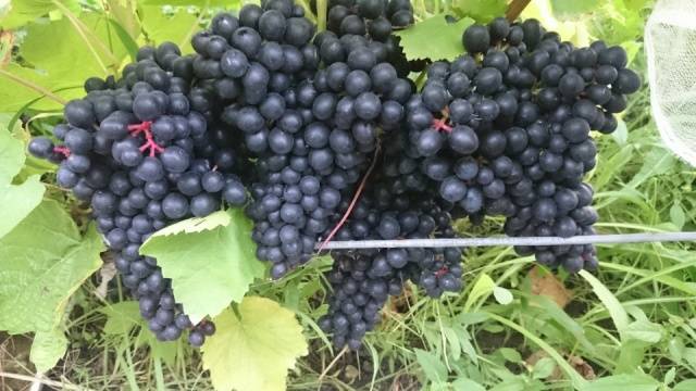 Grapes in Memory of Dombkowska