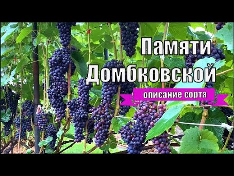 Grapes in Memory of Dombkowska