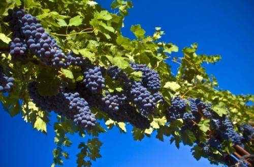 Grapes in Memory of Dombkowska