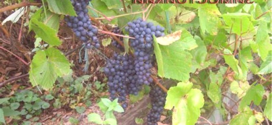 Grapes in Memory of Dombkowska