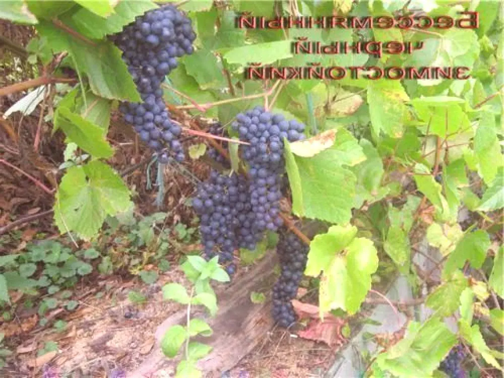 Grapes in Memory of Dombkowska