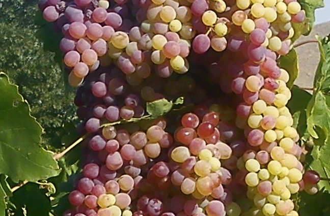 Grapes is a berry or fruit: definitions and features of terminology + a brief history of fruit crops