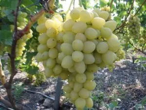 Grapes kishmish century - variety description with photo