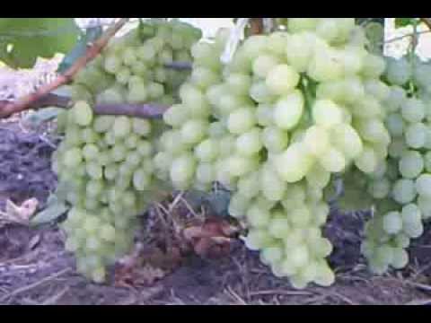 Grapes kishmish century - variety description with photo