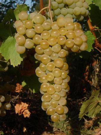 Grapes Kishmish Citronny: description of the variety, photo