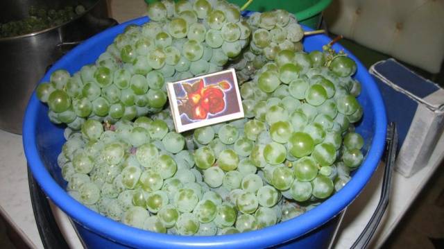 Grapes Kishmish Citronny: description of the variety, photo