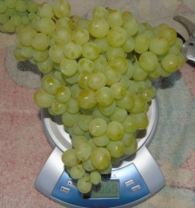 Grapes Kishmish Citronny: description of the variety, photo