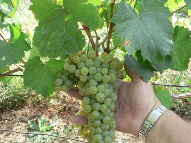 Grapes Kishmish Citronny: description of the variety, photo