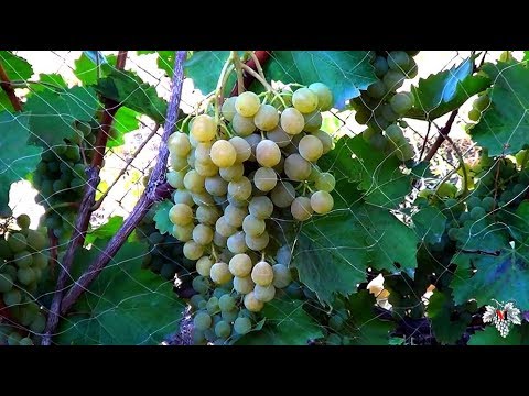 Grapes Kishmish Citronny: description of the variety, photo