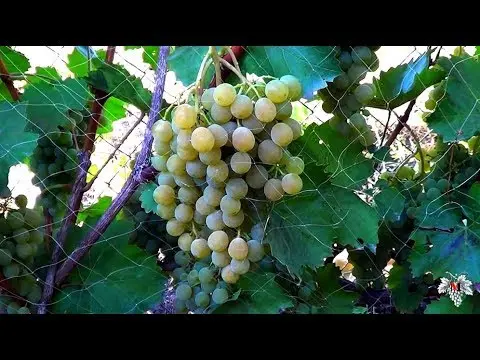 Grapes Kishmish Citronny: description of the variety, photo