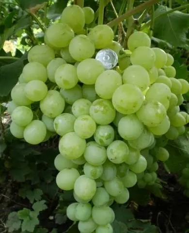 Grapes Kishmish Citronny: description of the variety, photo