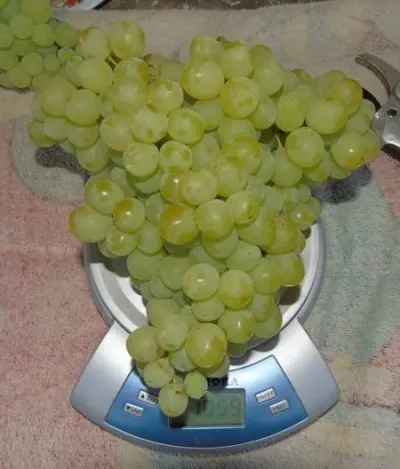 Grapes Kishmish Citronny: description of the variety, photo